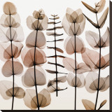 Eucalypti II