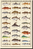Game Fish of the Saltwater Flats and Shallows