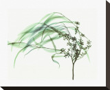 Wind