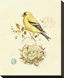 Gilded Songbird II