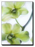 Orchid I