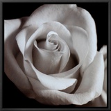 Open Rose