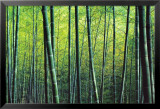The Bamboo Grove