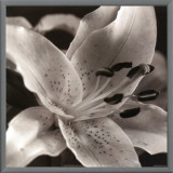 Speckled Lily