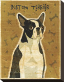 Boston Terrier