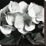 Hydrangea