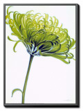 Green Chrysanthemum