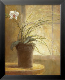 Orchid Simplicity