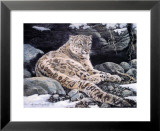 Awake Snow Leopard