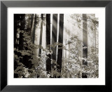 Misty Forest