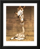 Giraffe  First Kiss