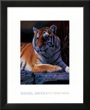 Bengal Tiger
