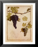 Cabernet Sauvignon