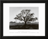 Oak Tree  Sunrise
