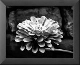 Zinnia