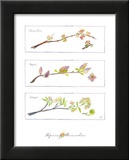 Spring Branches