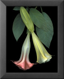 Angel Trumpets
