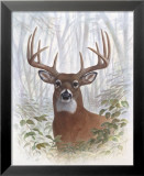 Deer Buck Portrait