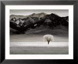 Solitary Tree