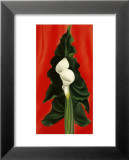Calla Lilies on Red  1928