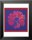 Daisy  c1982  (blue and red)