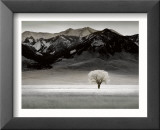 Solitary Tree