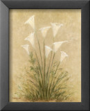 Calla Lilies
