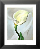 Calla Lily Turned Away  1923
