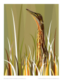 Bittern