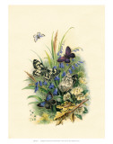 Butterflies and Moths  no1