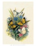Butterflies and Moths  no 3