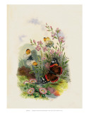 Butterflies and Moths  no 4