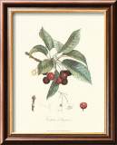 Cherries