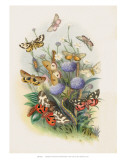 Butterflies and Moths  no 5