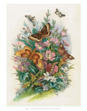Butterflies and Moths  no 7