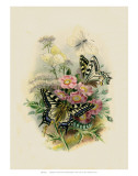 Butterflies and Moths  no 2