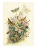 Butterflies and Moths  no 6