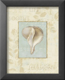 Soothing Words Shells IV