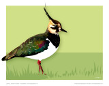 Lapwing