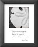 Sand Dollar