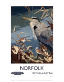 Norfolk Heron