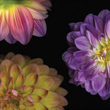 Purple Dahlia I