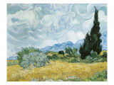 A Wheatfiled  with Cypresses