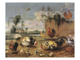Fight of Cocks