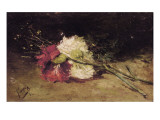 Carnations