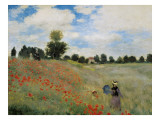 Wild Poppies