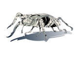 Stag Beetle