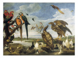 Variety of Birds