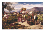 The Grape Harvest