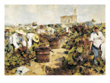 The Grape Harvest